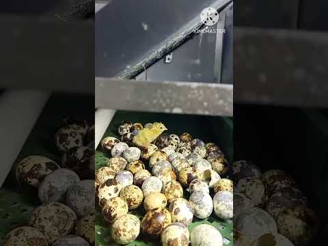 شايفين الجمال ده كتاكيت السمان و هى تخرج مثل الصاروخ من البيضة