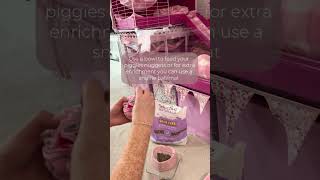 How to set up a Guinea Pig cage