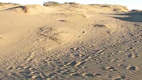 Losi Mini Desert Buggy Video (Brushless)