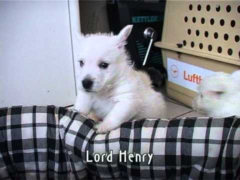 West Highland White Terrier - Lord Henry und die H...