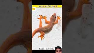 #facts#animals#islamicshort#islamicknowledg#history#hajy#duet#viralfacts#5facts#indianmuslim