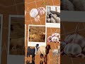 الثوم لعلاج الديدان المعويه في الاغنام اغنام غنم صوف حيوانات تربية الأغنام 