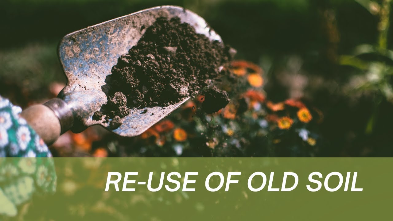 How to Make Your Old Soil Thrive and Revive Your Old Soil with This Tip