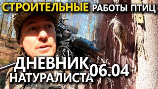 Пернатые Строители. Дневник Натуралиста. 06.04.23