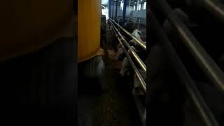 Dikey Yem Karmalar 5385873415