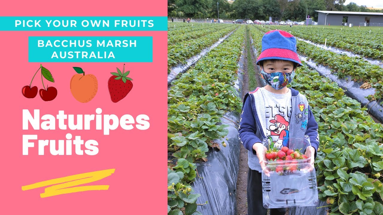 Christmas Break Holiday 2020 - Cherry Strawberry Picking - Naturipe Fruits Bacchus Marsh Australia