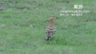 金門縣鳥--戴勝台灣的過客