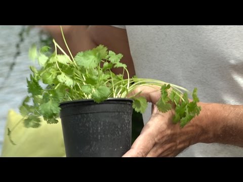 Video: Wat zijn Aziatische kruiden - Hoe Aziatische kruidenplanten te kweken