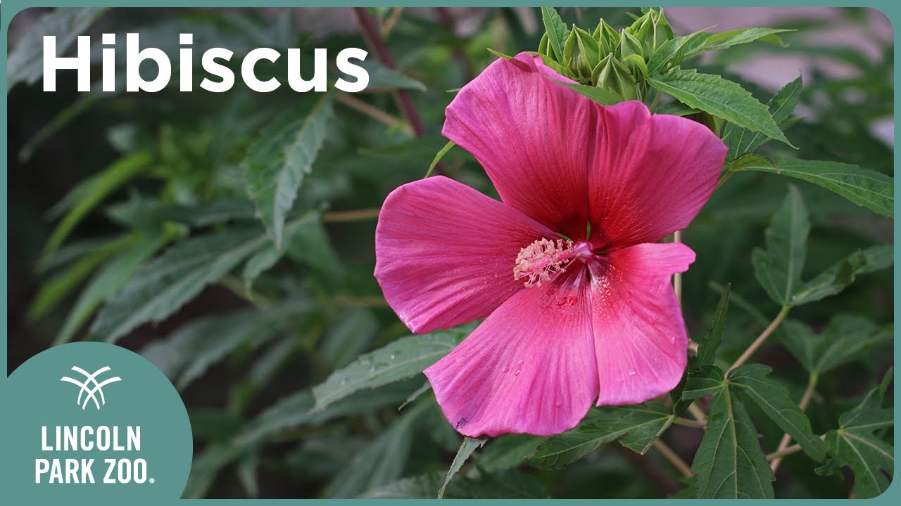 華花 Dreamcatcher Hardy Hibiscus | Lincoln Park Zoo