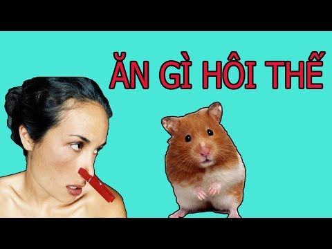 Video: Làm Thế Nào để Giữ Cho Chuột Lang Của Bạn Không Có Mùi ở Nhà