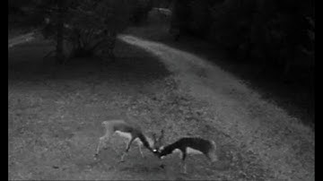 Blackbuck Brawl Reload: With Slow Motion Action (Antilope cervicapra) Medina, Bandera County, Texas