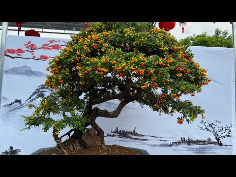 Video GIAO LƯU BONSAI PHÚ YÊN NHIỀU HẢI CHÂU - youtube