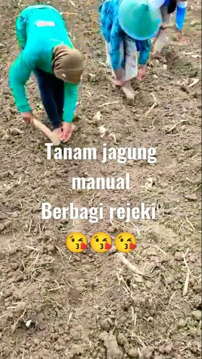 cara tanam jagung manual . ibu-ibu sangar SE sangar lagunya π