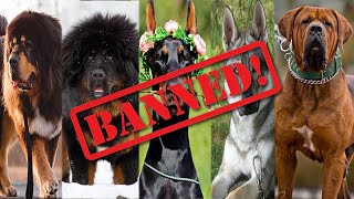 75 Banned or Restricted dog Breeds: Is Your Dog on the List?