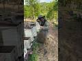 Catching a Massive Bee Swarm 🐝 Beekeeper's Brave Move! #Shorts #honey #trending ##viral #youtube #yt