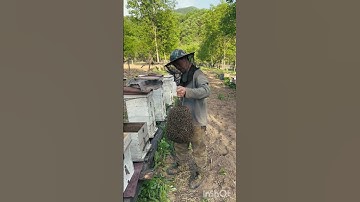 Catching a Massive Bee Swarm 🐝 Beekeeper