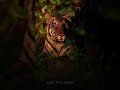 Tiger Eyes Looking Shorts Tiger Tigers Trending Shortvideo Viral 