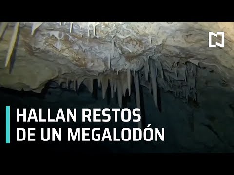 Hallan restos de Megalodón en Yucatán - Despierta