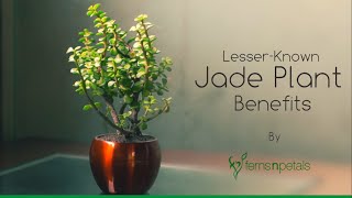 #HappyCorners - Lesser-Known Jade Plant Benefits | Ferns N Petals screenshot 1