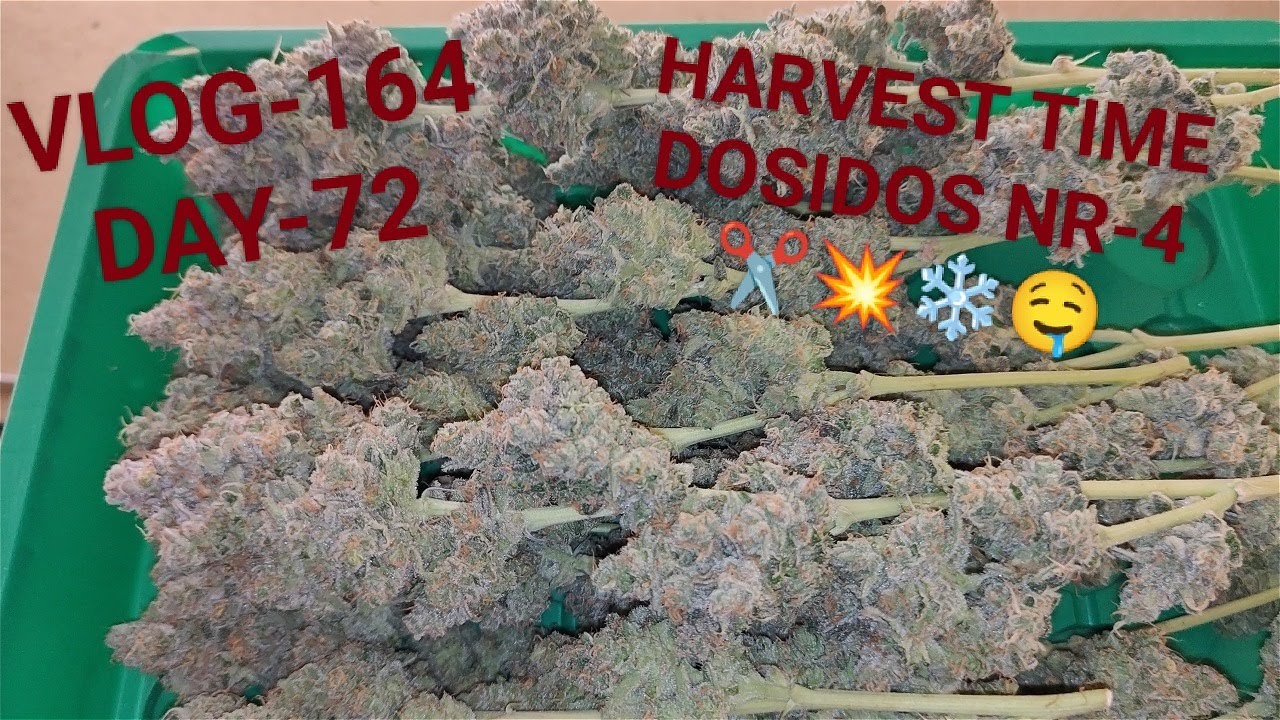 Dosidos Harvest, First Time Cloning, And It Is Straight Fire, VLOG NR 164