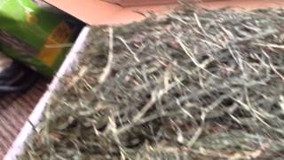 2nd Cut Timothy Hay Perfect Blend From Small Pet Select Small Pet Select Super Soft 3rd Cut Timothy Yum