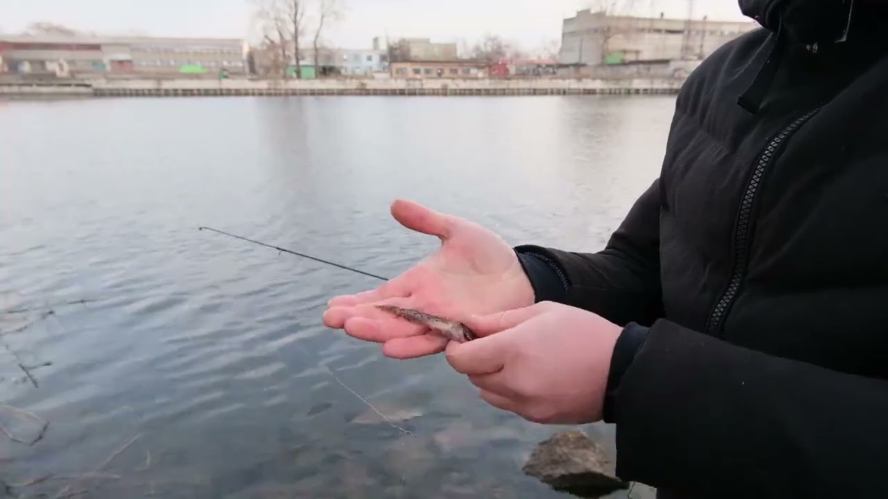 Запорожье рыба!