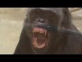 Hello, I&#39;m Chiko!  こんにちは、チコちゃんです！　Chimpanzee   Tama Zoological Park