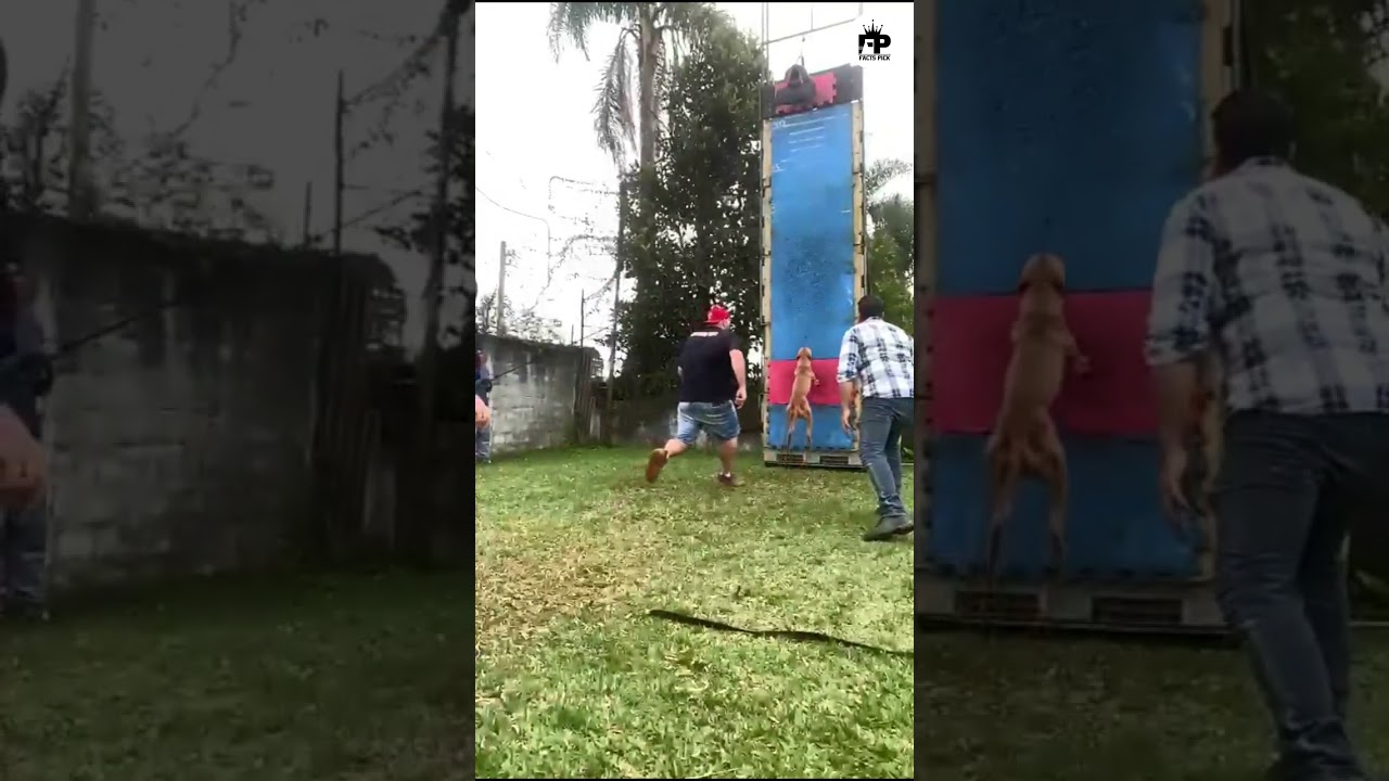 Get Fit Fast with This Crazy Pitbull Workout!😱😳 