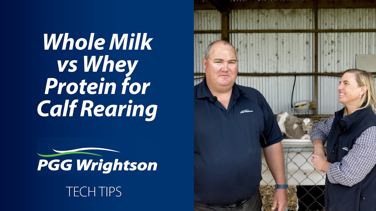 Whole Milk vs Whey Based Powders for Calf Rearing | PGG Wrightson Tech Tips