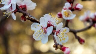 ЗА 2 ДНЯ РАСЦВЕЛ АБРИКОС (APRICOT BLOOMED) ЗА 2 ДНЯ РАСЦВЕЛ АБРИКОС (APRICOT BLOOMED)