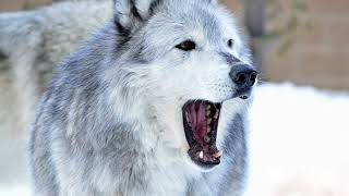 صوت الذئاب عوي الذئب