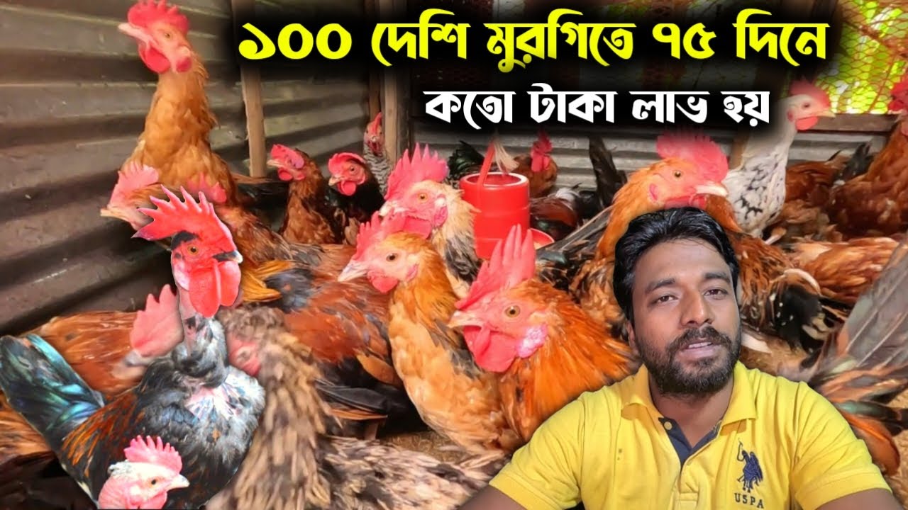 ১০০ দেশি মুরগি ৭৫ দিন পালন করলে কতো টাকা লাভ হবে_