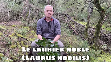 Où planter le laurier ?