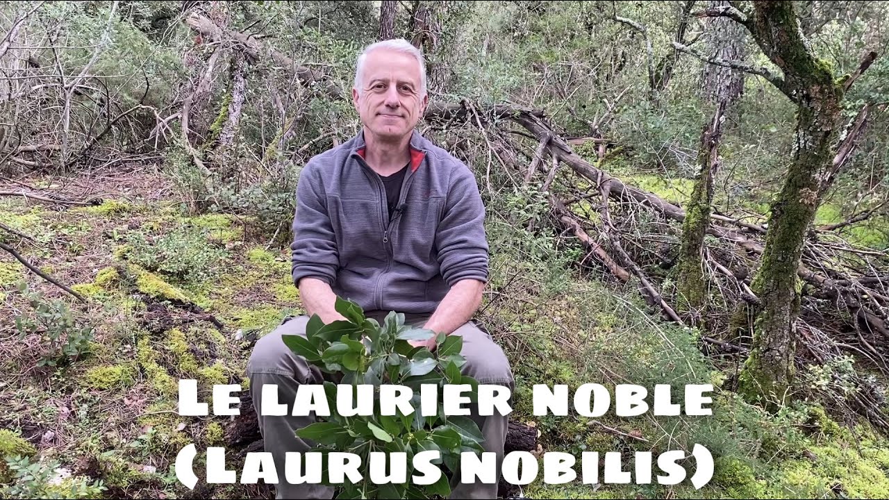 Laurier noble (Laurus nobilis) : digestion, bronchites, douleurs articulaires