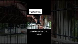 Cara Membuat Kacer Bunyi Ngotot Saat di Gantang