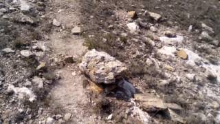 Despojo en el sotolar, Victoria, Guanajuato.