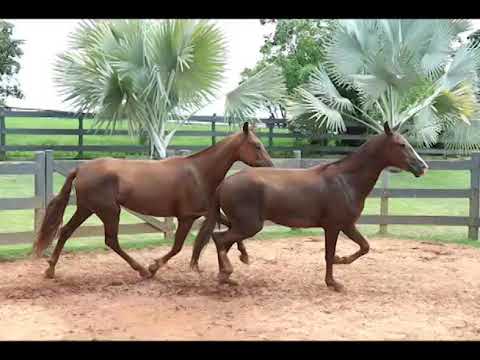 LOTE  21 - MUNIK E MAREA CRISTAL PVB