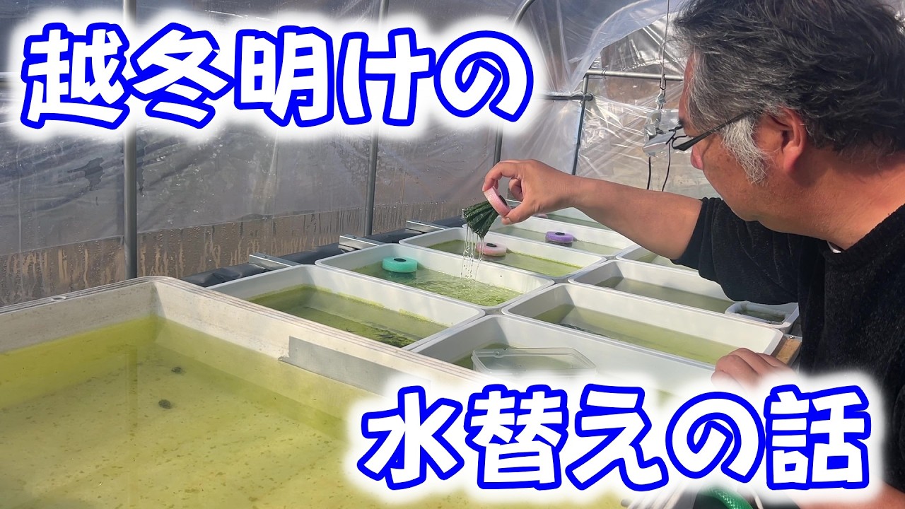 【めだか】そろそろ越冬明けの水替えで悩んでませんか？Ｂ型おやじ　2026年　2月　15日　投稿