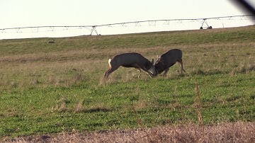 Hunting with HECS: Full Uncut Epic Mule Deer Fight with Unbelievable Ending