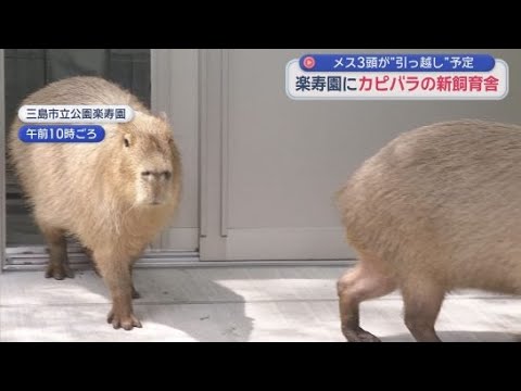 カピバラの哀愁 Reinforced Concrete and AC Included! New Capybara Enclosure