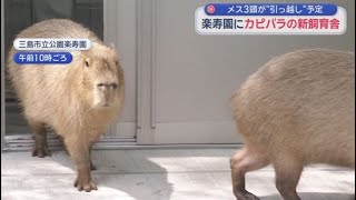 カピパラ Reinforced Concrete and AC Included! New Capybara Enclosure