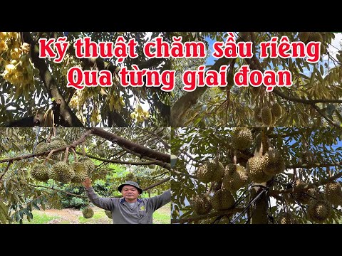 KỸ THUẬT CHĂM SÓC SẦU RIÊNG QUA TỪNG GIAI ĐOẠN CỦA ANH THIẾT.