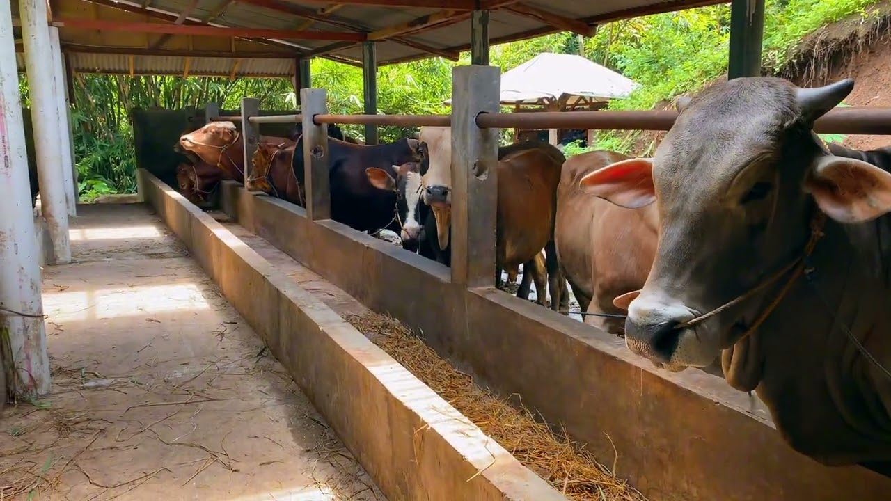 PROFIL DESA TELAGA KKN UMP 084