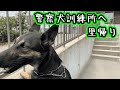 【ジャーマンシェパード】警察犬訓練所へ里帰り・パート１【German Shepherd Dog】A dog visits the place where she was born. PART 1/3