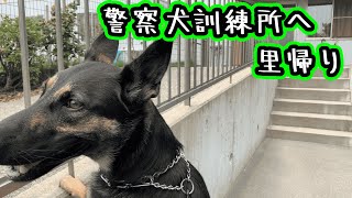 【ジャーマンシェパード】警察犬訓練所へ里帰り・パート１【German Shepherd Dog】A dog visits the place where she was born. PART 1/3