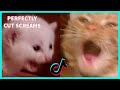 PERFECTLY CUT SCREAMS WITH CATS COMPILATION