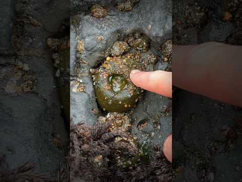 Video: Er søanemoner nemme at holde?