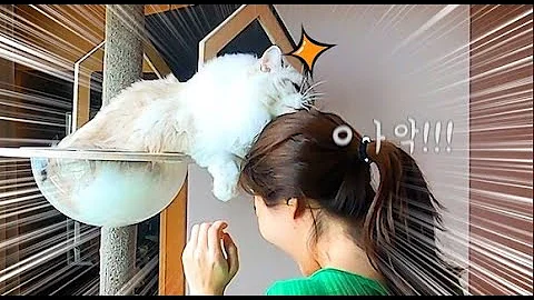 Watch the video about My ragdoll cat bit me...!