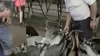 Смешные животные и люди Прикольная подборка сюжетов Funny animals and people Funny compilation of Смешные животные и люди Прикольная подборка сюжетов Funny animals and people Funny compilation of