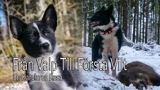 Vildsvinsjakt i Småland - Nico's första vilt